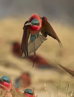 Southern Carmine Bee-Eater (Merops nubicoides) taking off, Zambezi River, Namibia