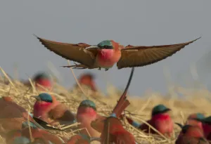 Southern carmine bee-eater (Merops nubicoides) flying over nesting colony on banks of the