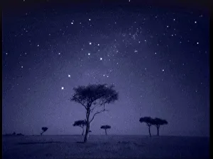 The Southern Cross star constellation shining above Ballenites trees in Masai Mara, Kenya The Southern Cross star constellation shining above Ballenites trees in Masai Mara, Kenya