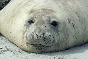 Southern elephant seal head portrait {Mirounga leonina} Falkland Is Southern elephant seal head portrait {Mirounga leonina} Falkland Is