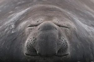 Southern elephant seal (Mirounga leonina) close up of sleeping individual, South Georgia Southern elephant seal (Mirounga leonina) close up of sleeping individual, South Georgia