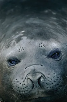 Southern elephant seal {Mirounga leonina} female portrait. Valdez, Argentina Southern elephant seal {Mirounga leonina} female portrait. Valdez, Argentina