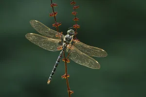 Southern hawker (Aeshna cyanea) resting, Somerset Levels, England, UK, August Southern hawker (Aeshna cyanea) resting, Somerset Levels, England, UK, August