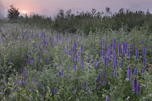 Southern marsh-orchid (Dactylorhiza praetermissa) at sunrise, Groot Schietveld Southern marsh-orchid (Dactylorhiza praetermissa) at sunrise, Groot Schietveld