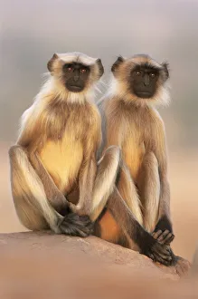 Southern plains grey / Hanuman langur {Semnopithecus dussumieri} two adolescents sitting Southern plains grey / Hanuman langur {Semnopithecus dussumieri} two adolescents sitting