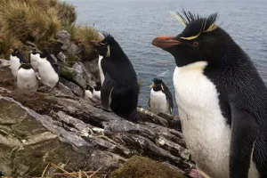 Southern Rockhopper penguin (Eudyptes chrysocome) colony, Kidney Island, Falkland Islands Southern Rockhopper penguin (Eudyptes chrysocome) colony, Kidney Island, Falkland Islands