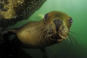Southern sea lions (Otaria flavescens) Comau Fjord, Patagonia, Chile, Pacific Ocean Southern sea lions (Otaria flavescens) Comau Fjord, Patagonia, Chile, Pacific Ocean