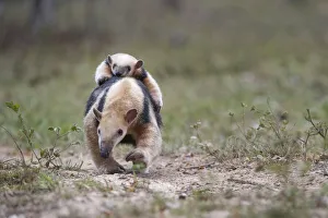 Southern Tamandua (Tamandua tetradactyla) female carrying young on her back, Northern Pantanal, Mato Grosso State Southern Tamandua (Tamandua tetradactyla) female carrying young on her back, Northern Pantanal, Mato Grosso State