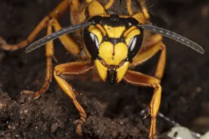 Southern yellowjacket (Vespula squamosa) in hibernaculum in log, Philadelphia Southern yellowjacket (Vespula squamosa) in hibernaculum in log, Philadelphia