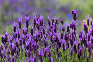 Spanish lavender (Lavandula stoechas). Faia Brava Reserve, Archaeological Park of the Coa Valley Spanish lavender (Lavandula stoechas). Faia Brava Reserve, Archaeological Park of the Coa Valley