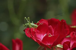 Speckled bush cricket (Leptophyes punctatissima) nymph on red rose. Surrey, England, July Speckled bush cricket (Leptophyes punctatissima) nymph on red rose. Surrey, England, July