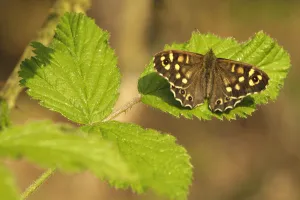 Speckled wood butterfly (Pararge aegeria) on Bramble (Rubus fructicosus) leaves Speckled wood butterfly (Pararge aegeria) on Bramble (Rubus fructicosus) leaves