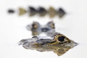 Spectacled caiman (Caiman crocodilus) resting in shrinking pool, Pouso Alegre lodge Spectacled caiman (Caiman crocodilus) resting in shrinking pool, Pouso Alegre lodge