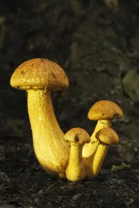 Spectacular Rustgill (Gymnopilus junonius) mushrooms. Ebernoe Common, West Sussex Spectacular Rustgill (Gymnopilus junonius) mushrooms. Ebernoe Common, West Sussex
