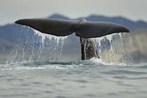 Sperm whale (Physeter macrocephalus) tail fluke above water during dive, Kaikoura Sperm whale (Physeter macrocephalus) tail fluke above water during dive, Kaikoura