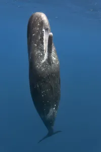 Sperm whale (Physeter macrocephalus) female at the ocean surface with her mouth open Sperm whale (Physeter macrocephalus) female at the ocean surface with her mouth open
