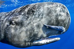 Sperm whale (Physeter macrocephalus) portrait, with remora fish, Dominica, Caribbean Sea Sperm whale (Physeter macrocephalus) portrait, with remora fish, Dominica, Caribbean Sea