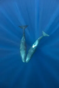 Sperm whales (Physeter macrocephalus) two whales with heads touching, Dominica Sperm whales (Physeter macrocephalus) two whales with heads touching, Dominica