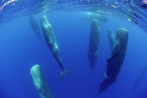 Sperm whales (Physeter macrocephalus) resting, Pico, Azores, Portugal, June 2009 Sperm whales (Physeter macrocephalus) resting, Pico, Azores, Portugal, June 2009