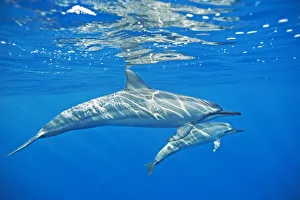 Spinner dolphin (Stenella longirostris) with possible calf, Kona coast, Hawaii, USA Spinner dolphin (Stenella longirostris) with possible calf, Kona coast, Hawaii, USA