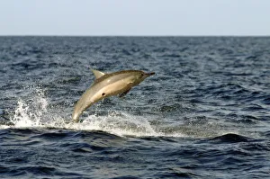 Spinner dolphin (Stenella longirostris) jumping, with circular scar from cookie cutter Spinner dolphin (Stenella longirostris) jumping, with circular scar from cookie cutter