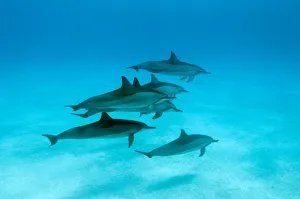 Spinner dolphins (Stenella logirostris) small pod in within Midway atoll, Midway, Pacific Spinner dolphins (Stenella logirostris) small pod in within Midway atoll, Midway, Pacific