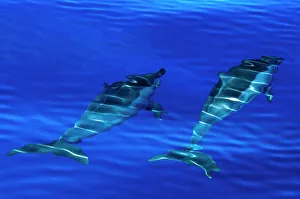Spinner dolphins (Stenella longirostris) swimming just below surface, Aldabra Atoll Spinner dolphins (Stenella longirostris) swimming just below surface, Aldabra Atoll