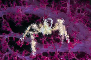 Spiny spider crab (Achaeus spinosus) reaching up and scratching its head, while climbing Spiny spider crab (Achaeus spinosus) reaching up and scratching its head, while climbing