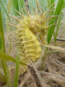 Spiny / Yellow Seahorse (Hippocampus guttulatus). Studland Bay, Dorset, UK, September Spiny / Yellow Seahorse (Hippocampus guttulatus). Studland Bay, Dorset, UK, September