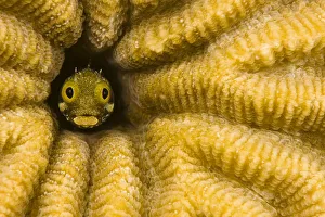 Spinyhead blenny (Acanthemblemaria spinosa) in hard coral, Netherlands Antilles, Bonaire Spinyhead blenny (Acanthemblemaria spinosa) in hard coral, Netherlands Antilles, Bonaire