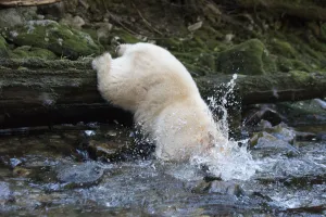 Spirit / Kermode bear (Ursus americanus kermodei) catching fish in river, most likely salmon Spirit / Kermode bear (Ursus americanus kermodei) catching fish in river, most likely salmon