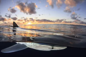 Split level view of Blue shark (Prionace glauca) at surface at sunset, Azores Islands Split level view of Blue shark (Prionace glauca) at surface at sunset, Azores Islands
