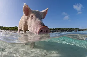 Split level view of a domestic pig (Sus domestica) bathing in the sea. Exuma Cays, Bahamas Split level view of a domestic pig (Sus domestica) bathing in the sea. Exuma Cays, Bahamas