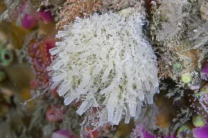 Sponge (Leucosolenia botryoides). Channel Islands, UK, August Sponge (Leucosolenia botryoides). Channel Islands, UK, August