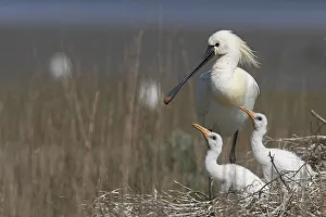 Spoonbill (Platalea leucorodia) at nest with two chicks, Texel, Netherlands, May 2009 Spoonbill (Platalea leucorodia) at nest with two chicks, Texel, Netherlands, May 2009