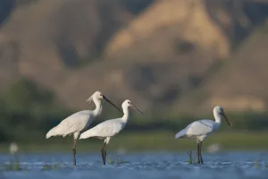 Three Spoonbills (Platalea leucorodia) two juveniles and an adult standing in water Three Spoonbills (Platalea leucorodia) two juveniles and an adult standing in water