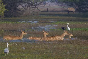 Spotted deer (Axis axis), adults and fawns, crossing swamp, surrounded by waterbirds Spotted deer (Axis axis), adults and fawns, crossing swamp, surrounded by waterbirds