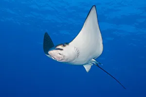 Spotted eagle ray (Aetobatus narinari) swimming in the blue next to a coral reef Spotted eagle ray (Aetobatus narinari) swimming in the blue next to a coral reef