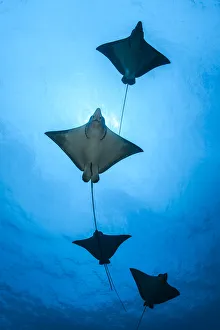 Spotted eagle ray (Aetobatus narinari) school, Kagi kandhu, ;North Male Atoll, Maldives Spotted eagle ray (Aetobatus narinari) school, Kagi kandhu, ;North Male Atoll, Maldives