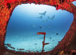 Spotted eagle rays (Aetobatus narinari) through a large window on the wreck of the former Spotted eagle rays (Aetobatus narinari) through a large window on the wreck of the former