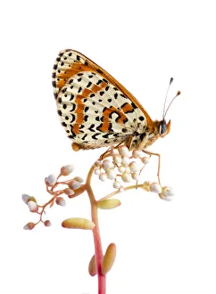Spotted fritillary (Melitaea didyma) on plant with flower buds, Fliess, Naturpark Kaunergrat Spotted fritillary (Melitaea didyma) on plant with flower buds, Fliess, Naturpark Kaunergrat
