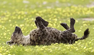 Spotted Hyaena (Crocuta crocuta) rolling in Devils Thorn flowers (Tribulus terrestris) Spotted Hyaena (Crocuta crocuta) rolling in Devils Thorn flowers (Tribulus terrestris)