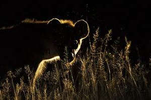 Spotted Hyaena (Crocuta crocuta) at night, South Africa Spotted Hyaena (Crocuta crocuta) at night, South Africa
