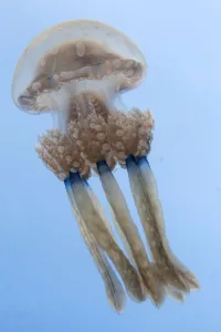 Spotted jellyfish (Mastigias papua) Inanuran Island, Danajon Bank, Central Visayas Spotted jellyfish (Mastigias papua) Inanuran Island, Danajon Bank, Central Visayas
