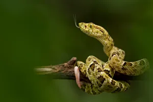 Spotted lancehead (Bothrops punctatus) with tongue extended curled round branch, Canande Spotted lancehead (Bothrops punctatus) with tongue extended curled round branch, Canande