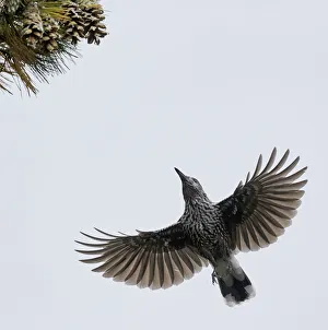 Spotted Nutcracker (Nucifraga caryocatactes) in flight to pine cones, Joensuu, Finland Spotted Nutcracker (Nucifraga caryocatactes) in flight to pine cones, Joensuu, Finland