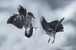 Spotted nutcrackers (Nucifraga caryocatactes) fighting in snow, Vitosha Mountain Spotted nutcrackers (Nucifraga caryocatactes) fighting in snow, Vitosha Mountain