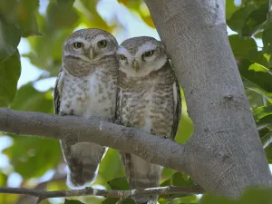 Spotted owlet (Athene brama) pair on a branch, Bharatpur / Keoladeo Ghana National Park Spotted owlet (Athene brama) pair on a branch, Bharatpur / Keoladeo Ghana National Park