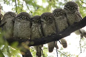Six Spotted Owlet chicks (Athena brama) perched in a row, Keoladeo Ghana NP, Bharatpur Six Spotted Owlet chicks (Athena brama) perched in a row, Keoladeo Ghana NP, Bharatpur