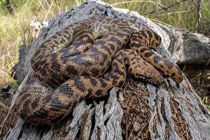 Australian Snakes Prints: Spotted python (Antaresia maculosa) resting on log, Inglewood, Queensland, Australia